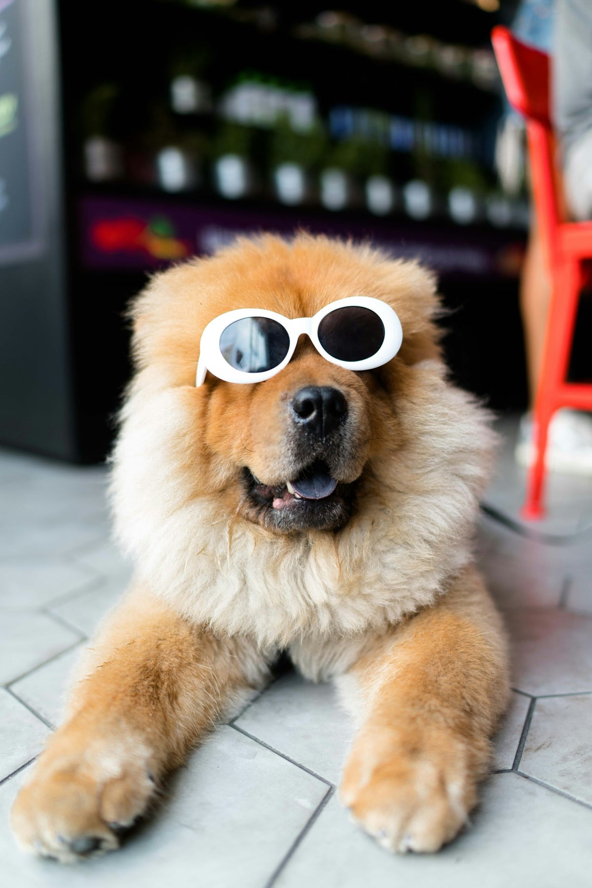 Perro de pelo largo bien cuidado