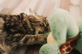 Gato jugando con juguete de peluche