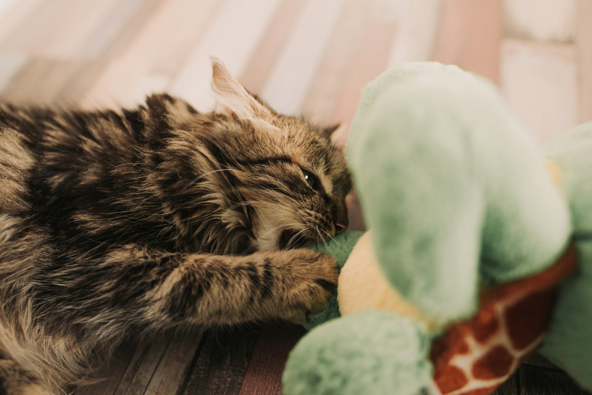 Gato jugando con juguete de peluche
