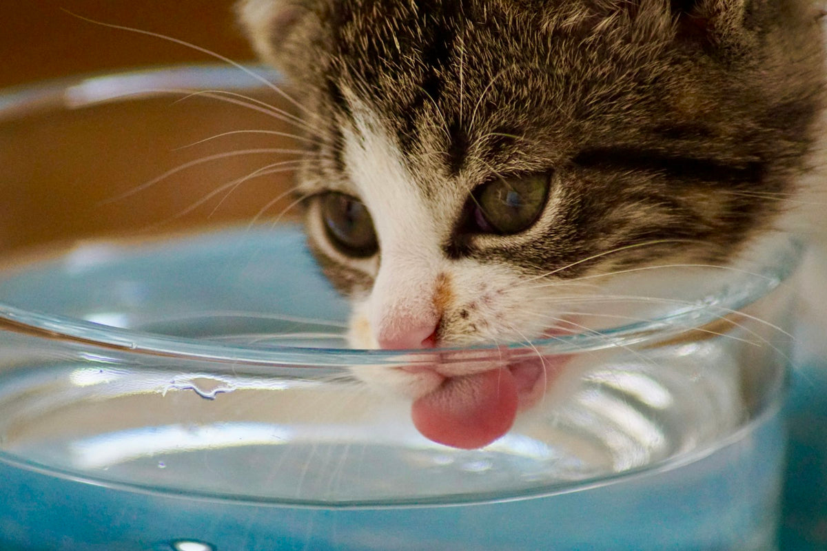 Gato bebiendo agua fresca