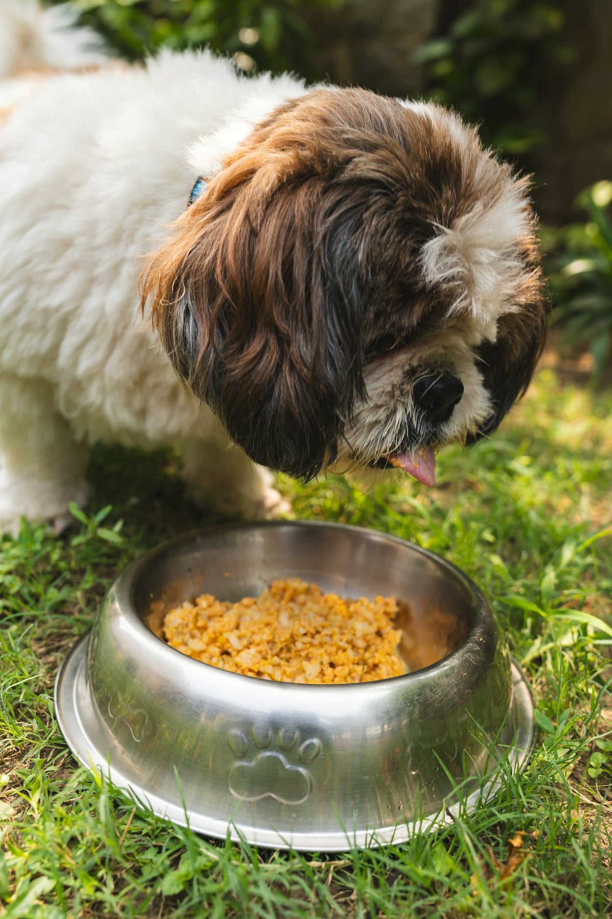 Perro comiendo de un comedero metálico