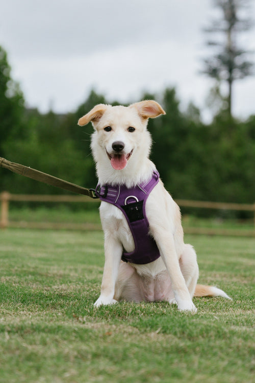 Perro con arnés morado sobre el césped